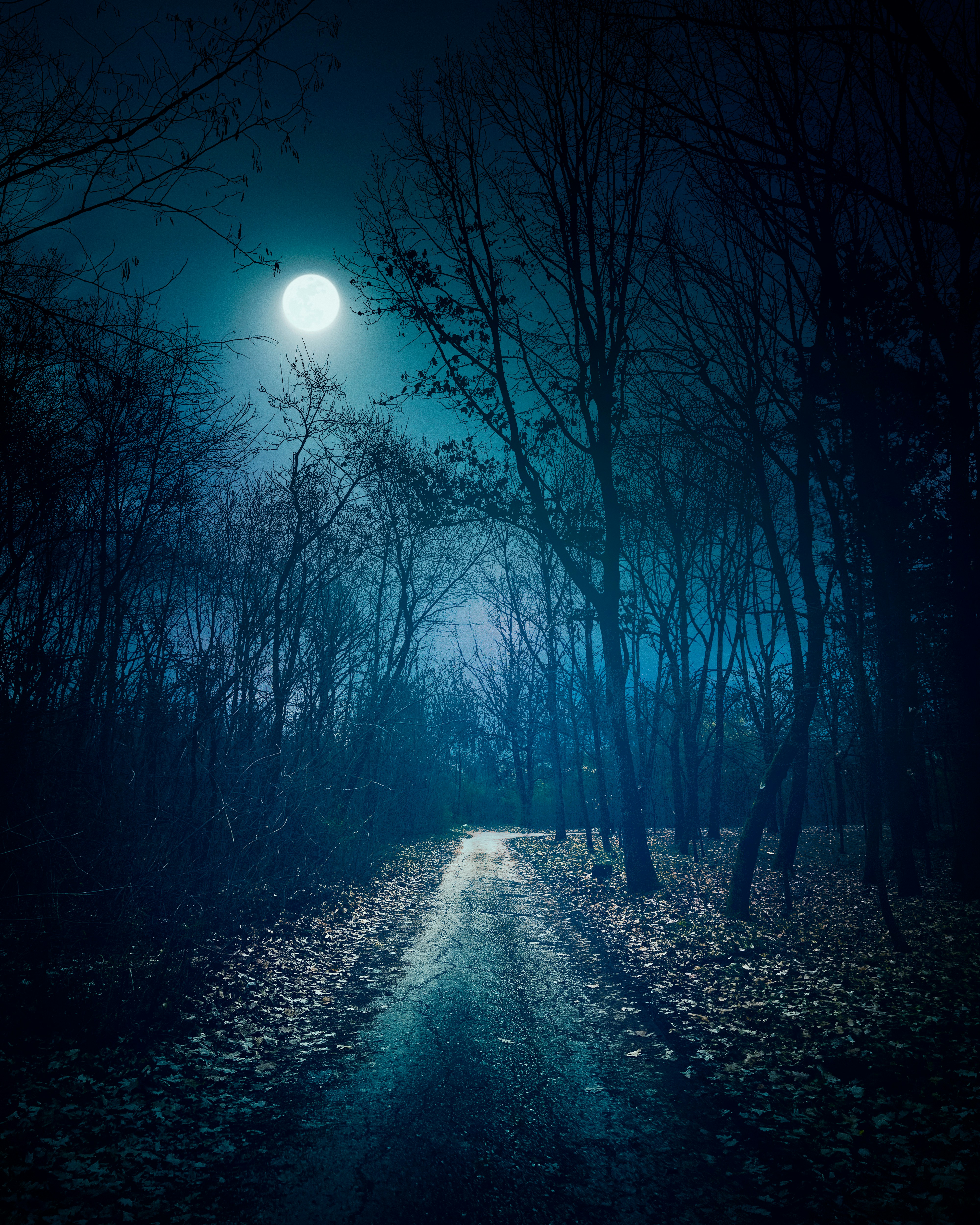 Dark Forest Lunar Calendar 2025 Schedule Of Events