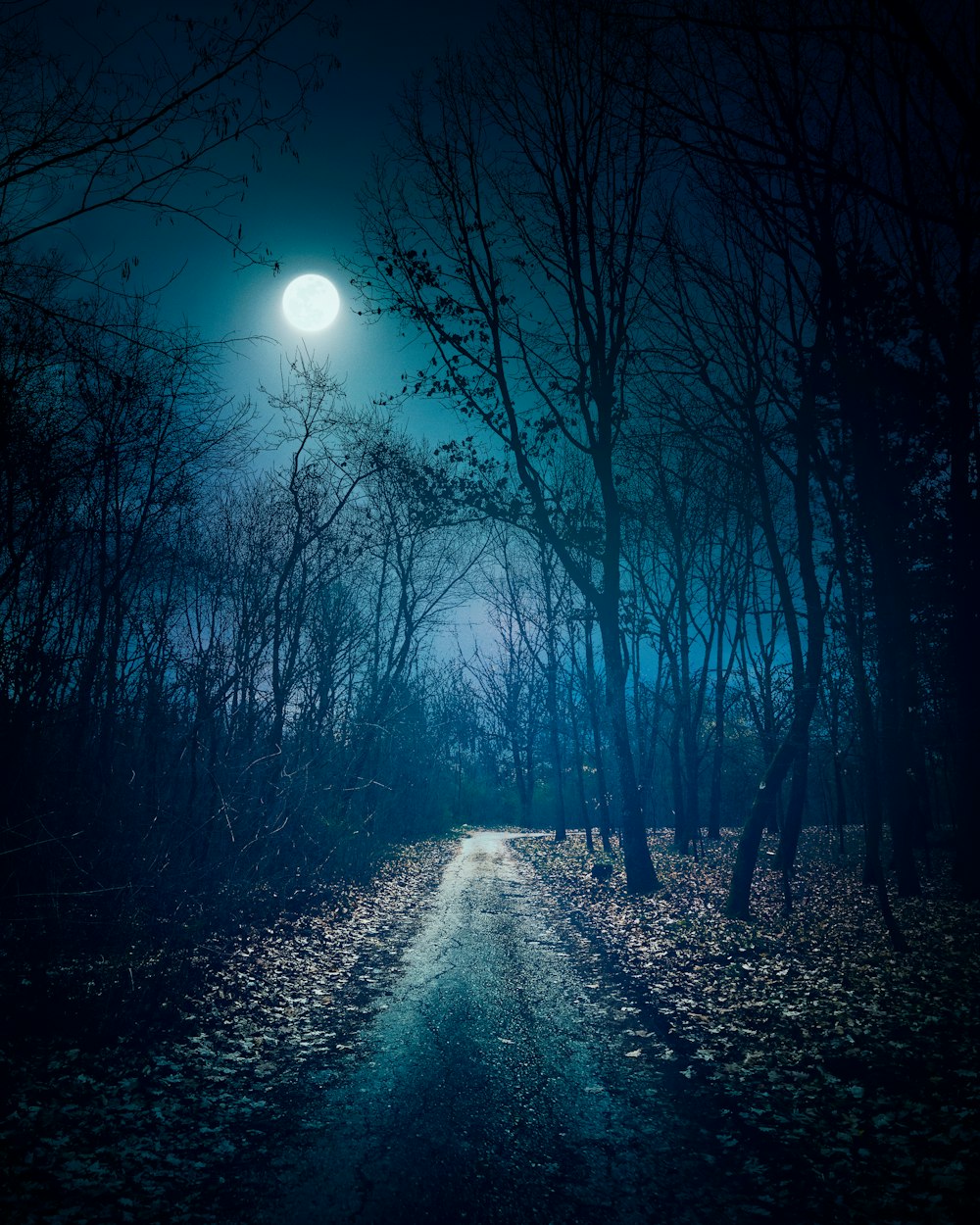 a dark road in the middle of a forest at night