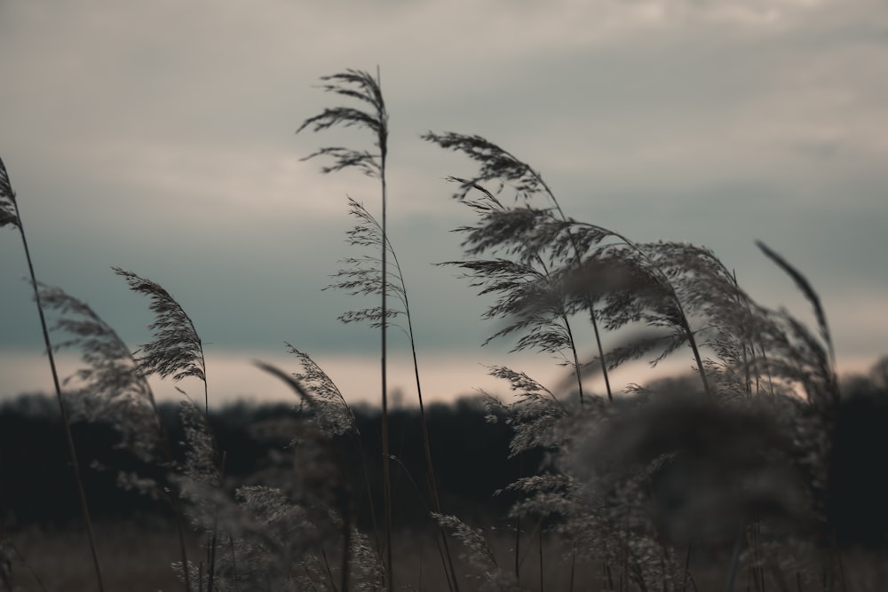 a field with tall grass blowing in the wind