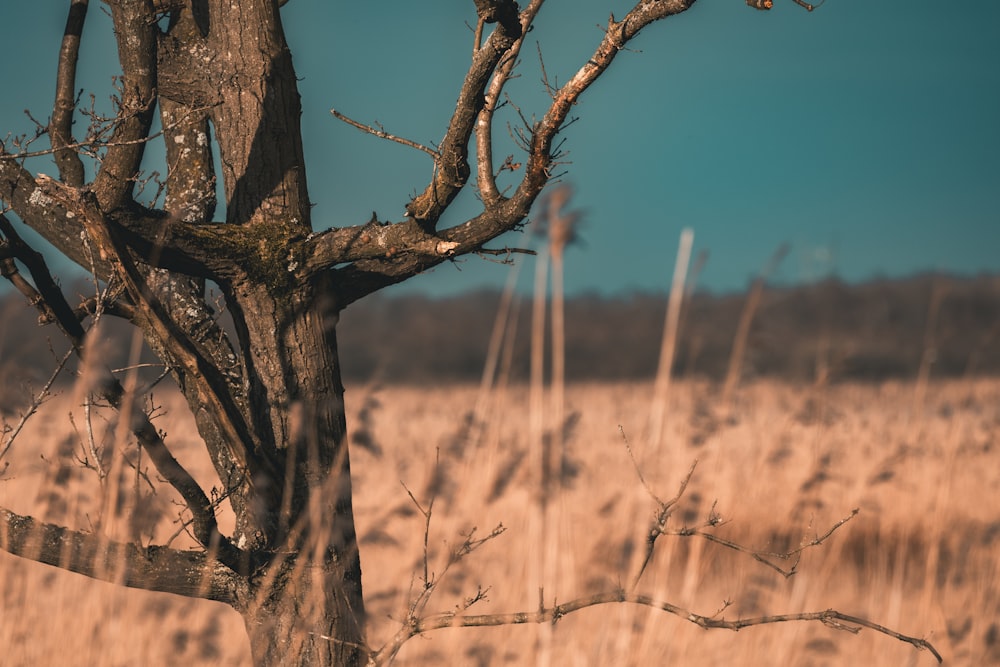 a bare tree in the middle of a field