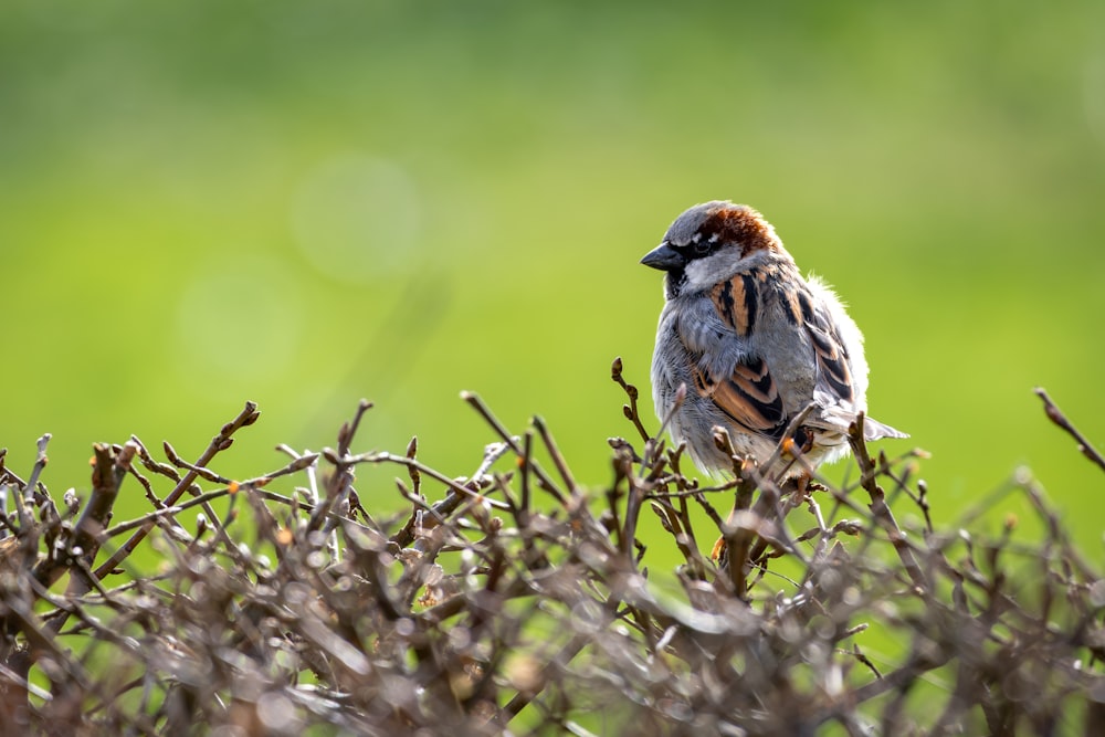 a small bird perched on top of a bush
