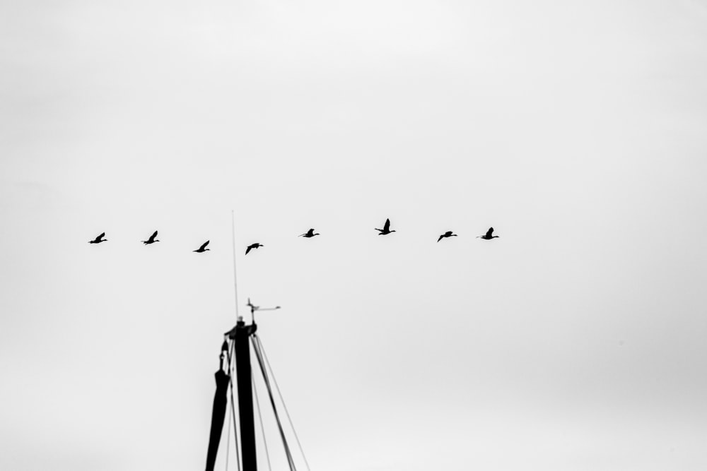 a flock of birds flying over a tower