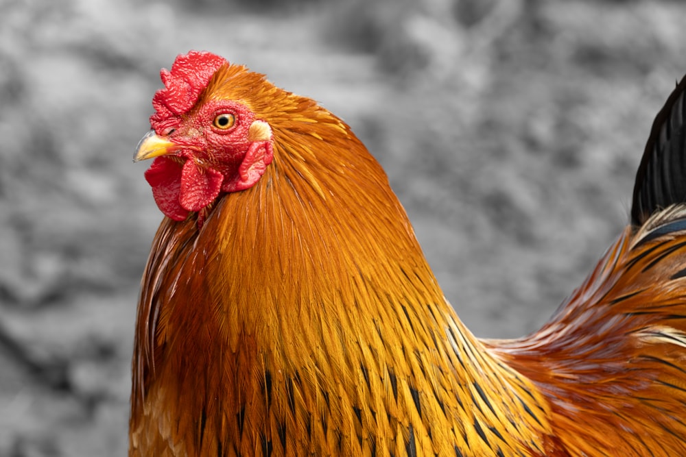 a close up of a rooster with a black and white background