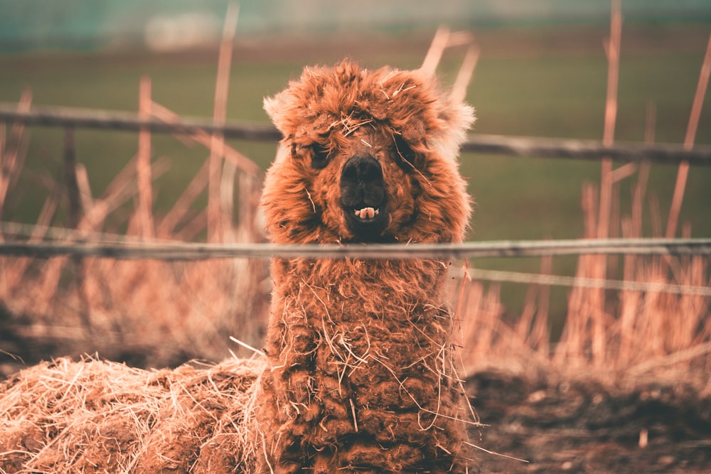 a close up of a llama behind a wire fence