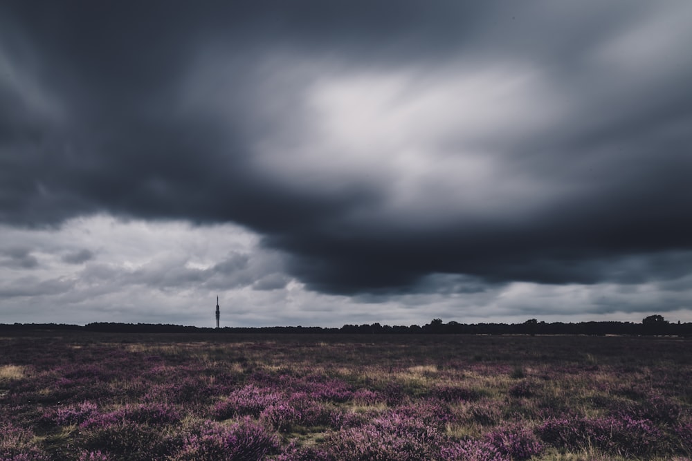 a field with purple flowers under a cloudy sky