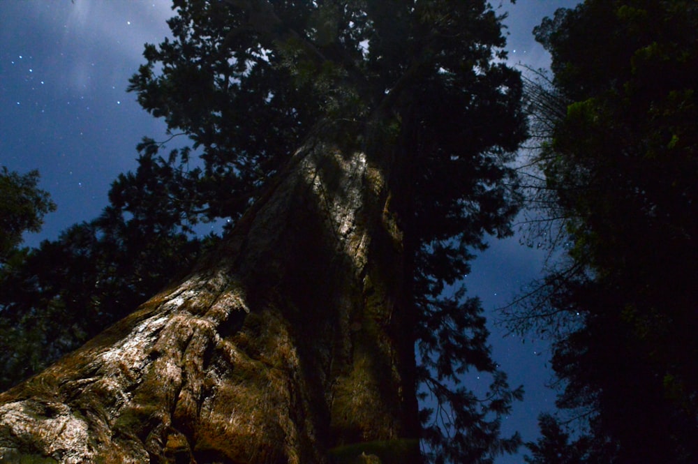 a large tree in the middle of a forest