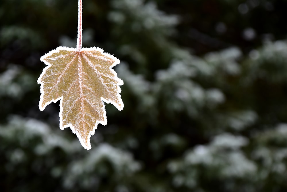 a frosted leaf hanging from a tree branch