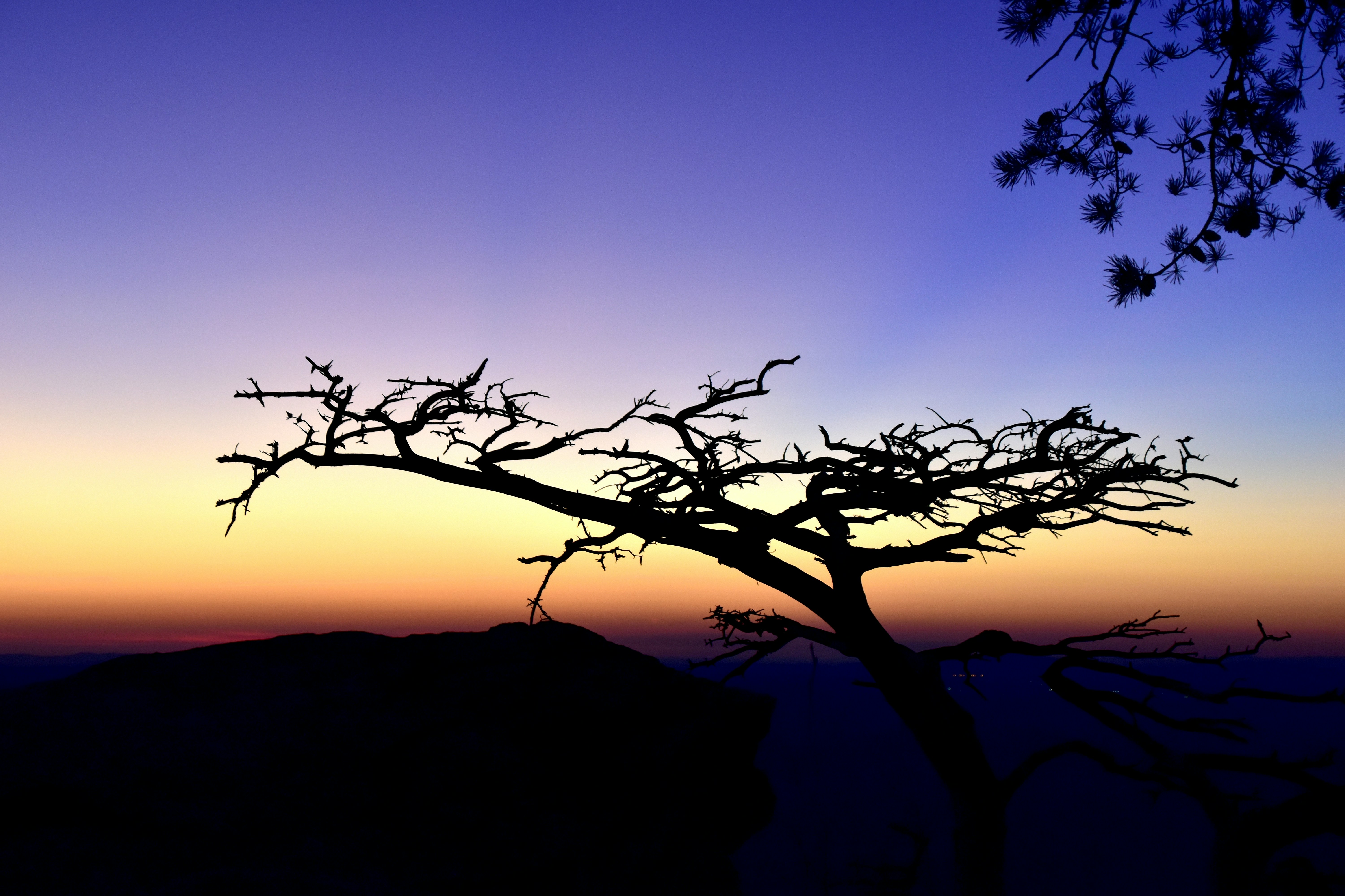 A silhouette of a tree against a purple and blue sky photo – Free ...