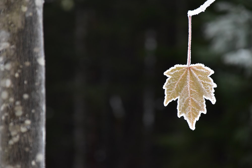 a leaf is hanging from a tree branch