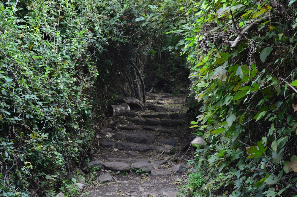 a path in the middle of a dense forest