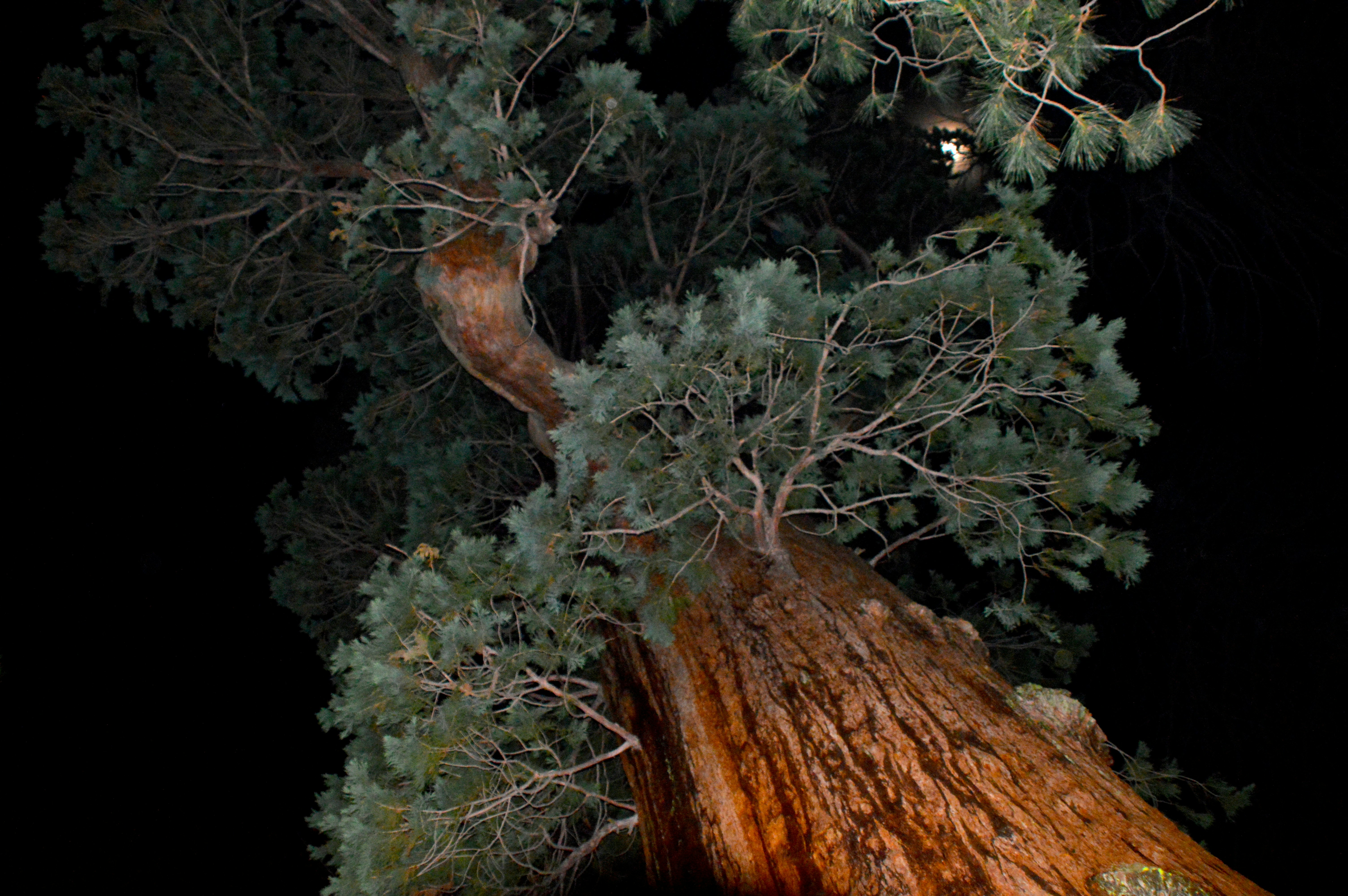 a very tall tree in the middle of a forest
