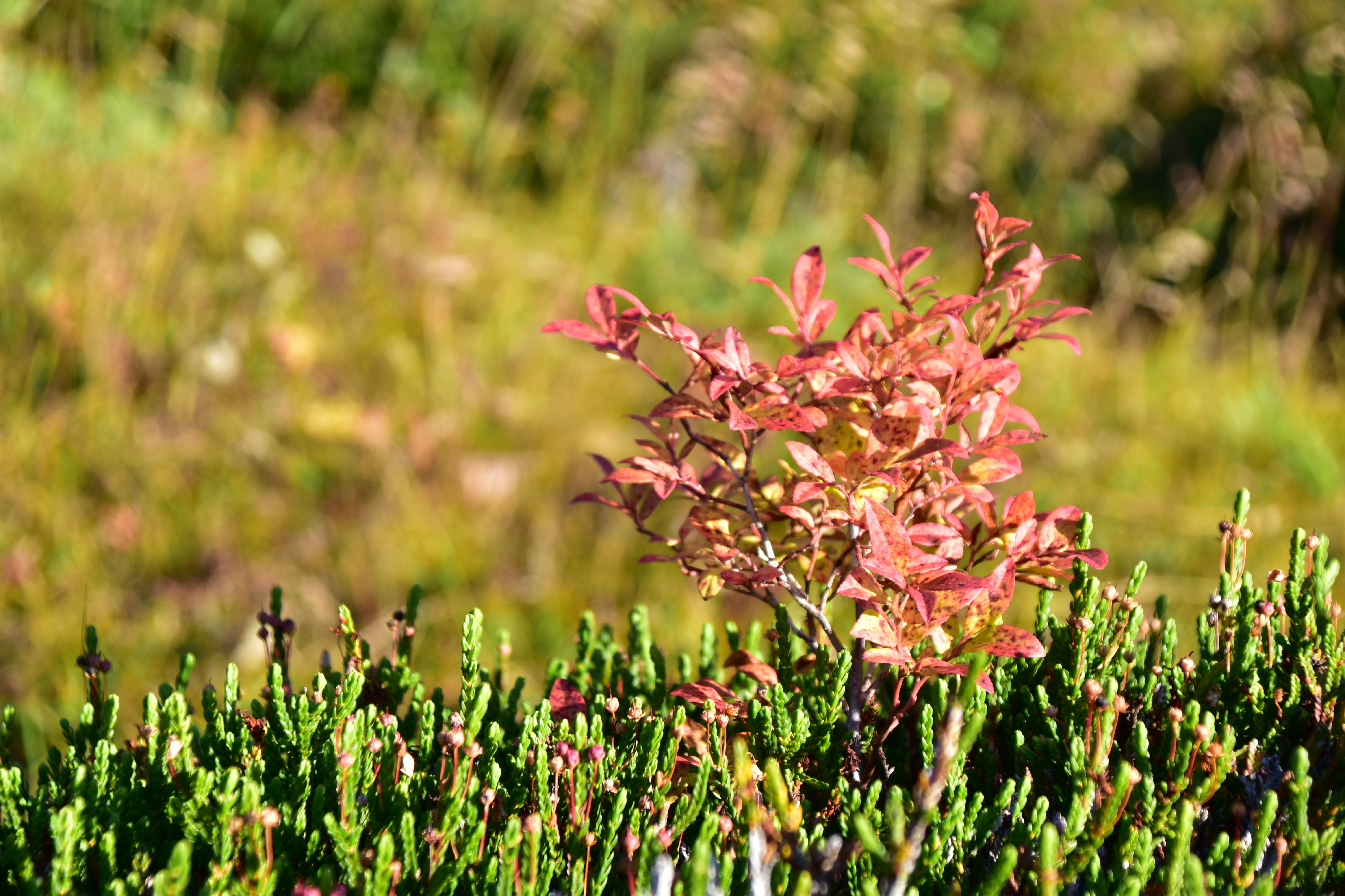 Metabolic Slowdown and Energy Conservation (image credits: unsplash)