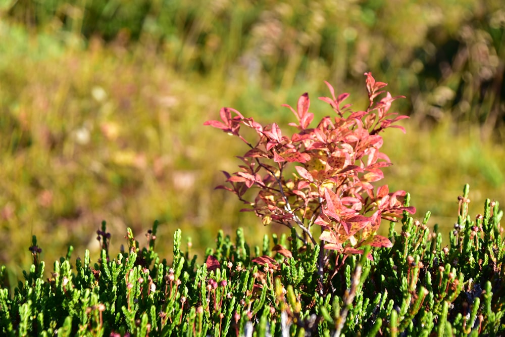 a close up of a small plant in a field