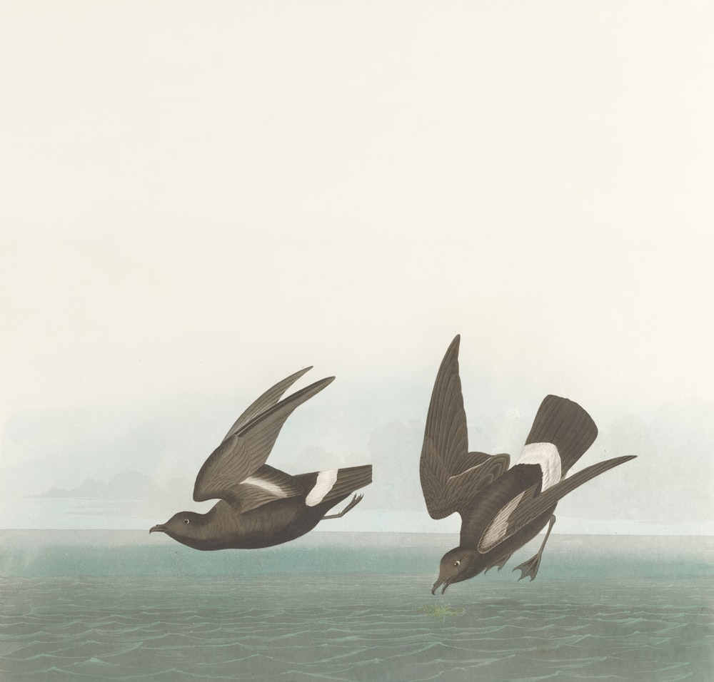 zwei Vögel fliegen über ein Gewässer