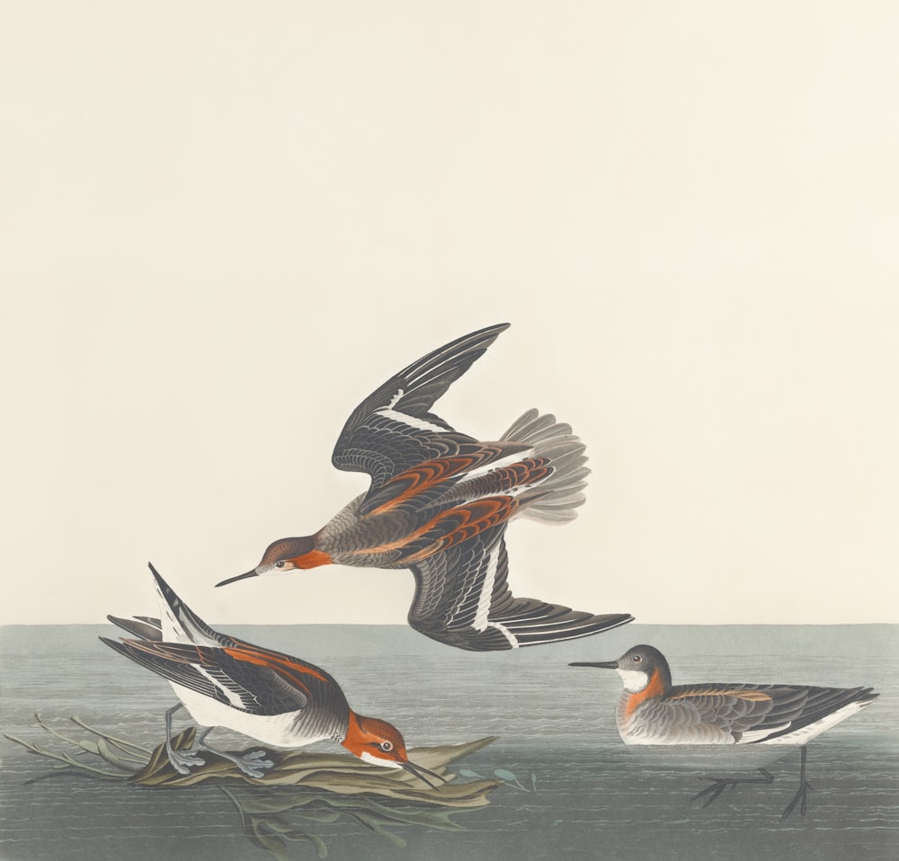 un grupo de pájaros volando sobre un cuerpo de agua