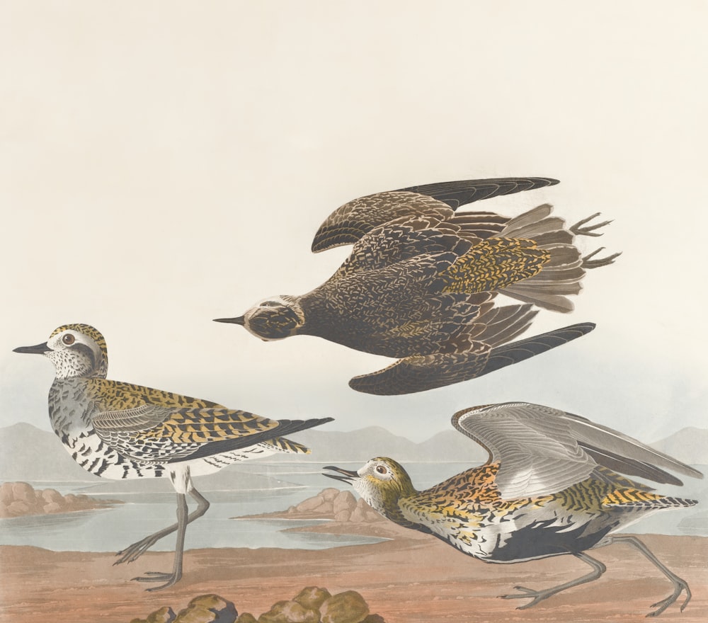 un grupo de pájaros parados en la parte superior de un campo de tierra