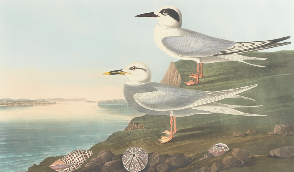 two seagulls are standing on a rocky shore