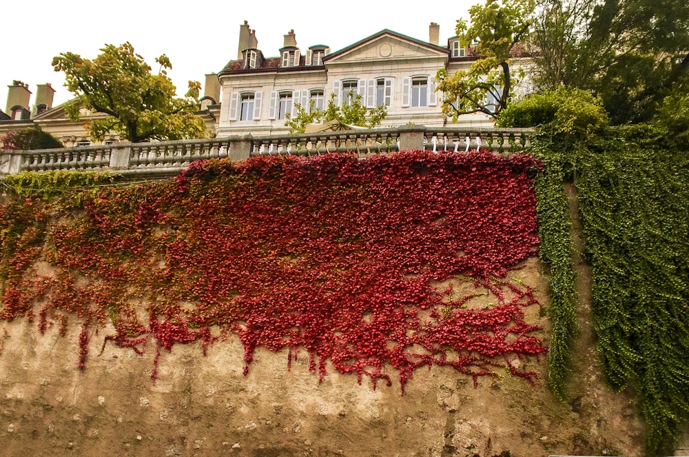 a wall covered in vines and vines next to a building