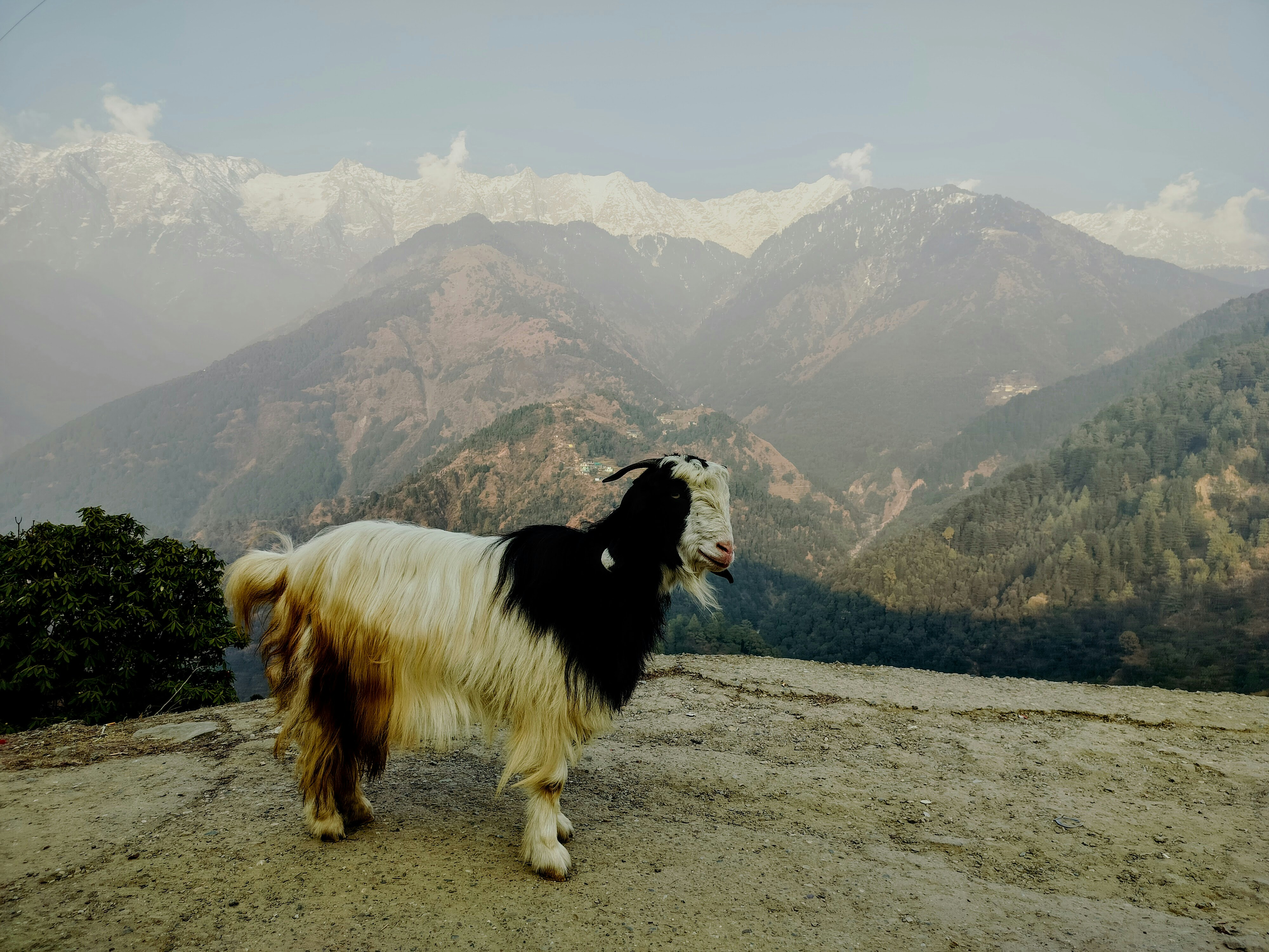 9 Wildlife Photography Tips for Himalaya Eco Travel Tours