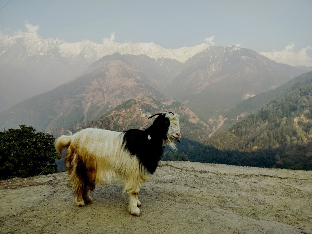 a black and white goat standing on top of a mountain