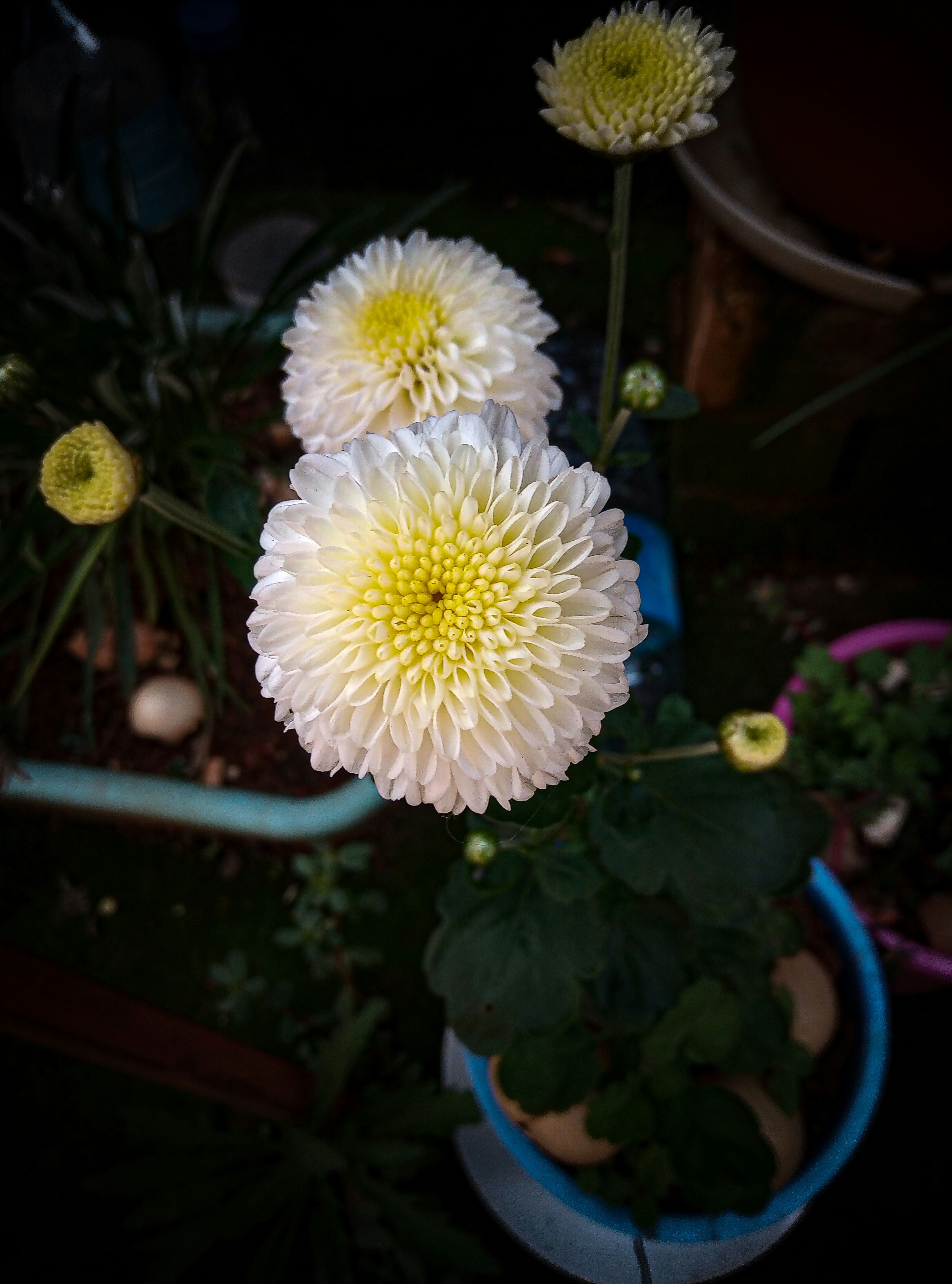 a couple of white flowers in a blue pot