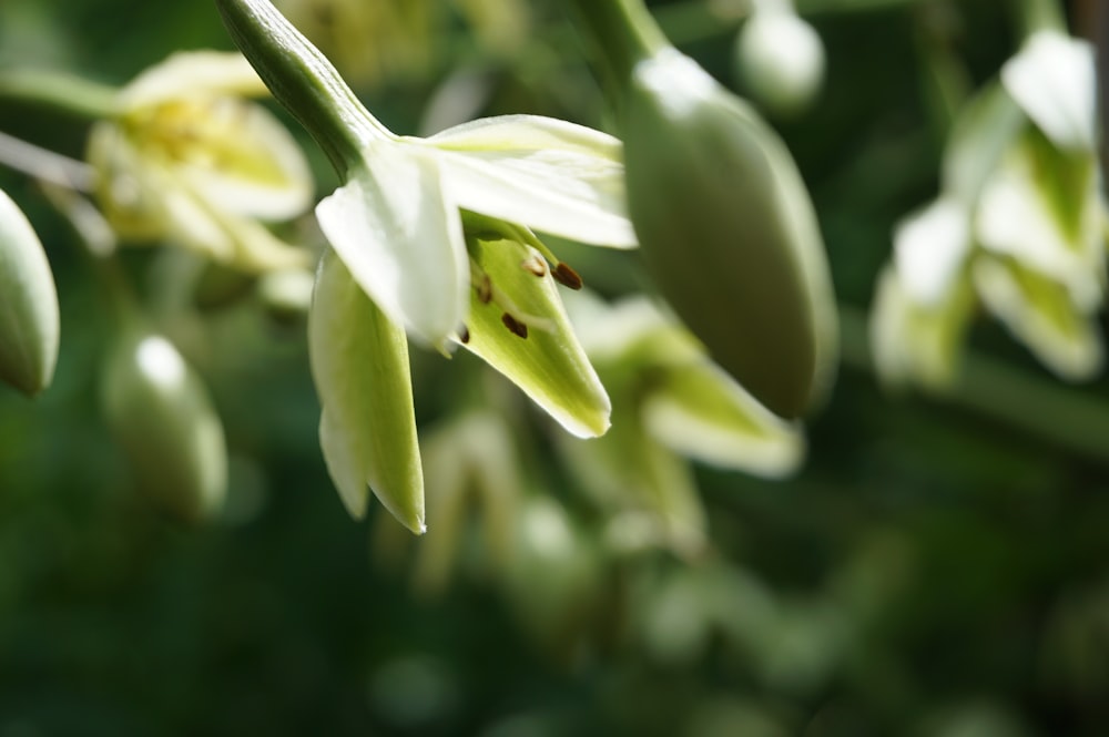 a close up of a flower on a plant