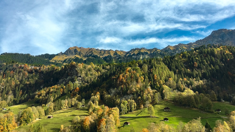 a scenic view of a mountain range with trees in the foreground