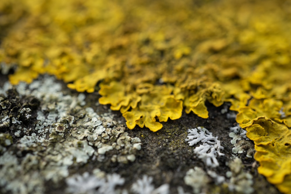 a close up of yellow and white moss growing on a rock