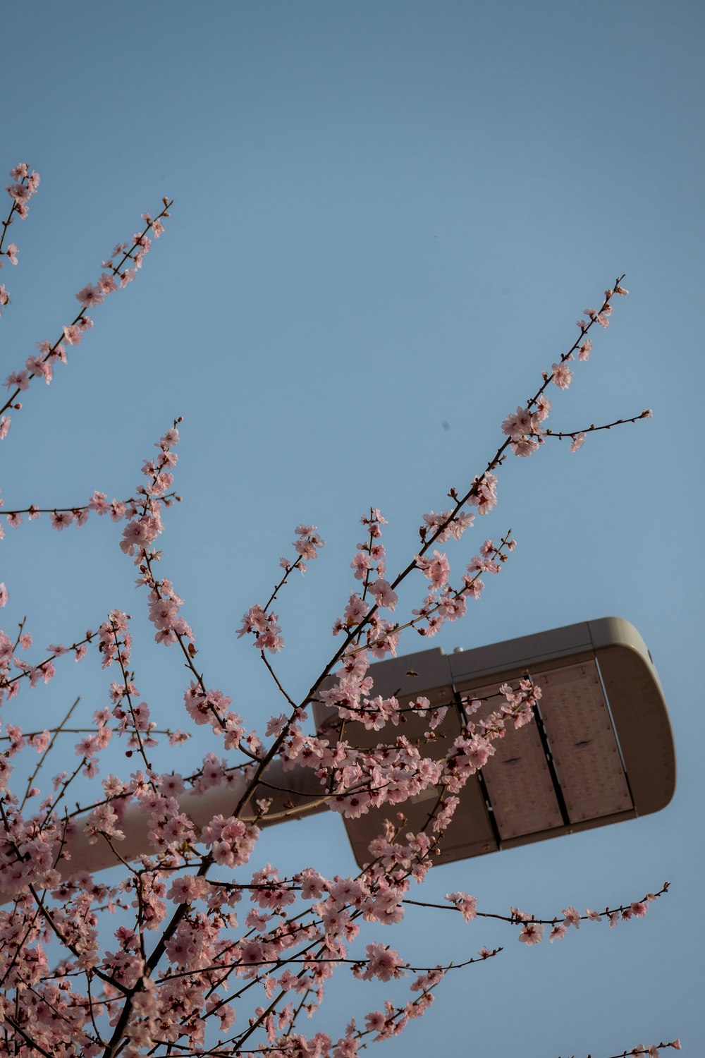a street light with pink flowers on a tree