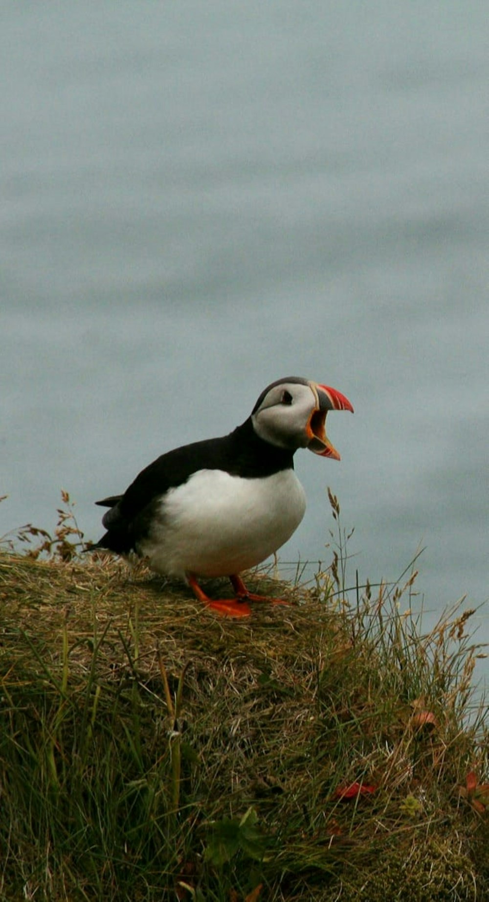 a black and white bird sitting on top of a grass covered hill