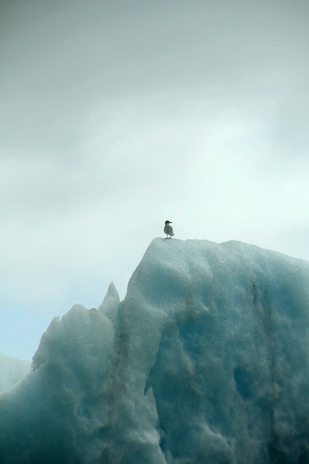 a bird sitting on top of an iceberg