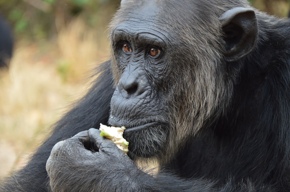 a close up of a monkey eating something