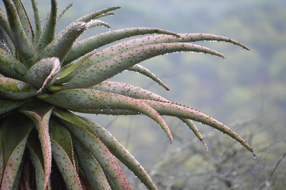 a close up of a plant with drops of water on it