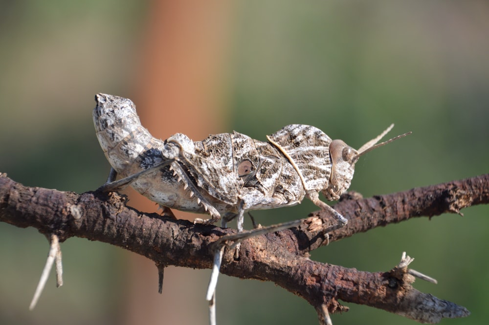 a couple of bugs sitting on top of a tree branch