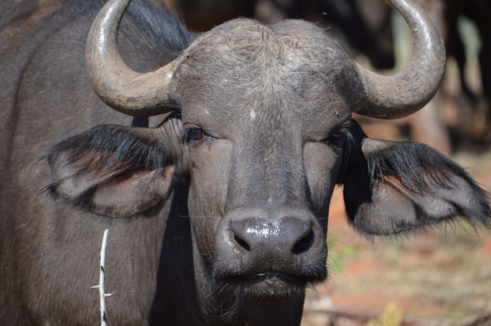 a close up of a bull with very large horns