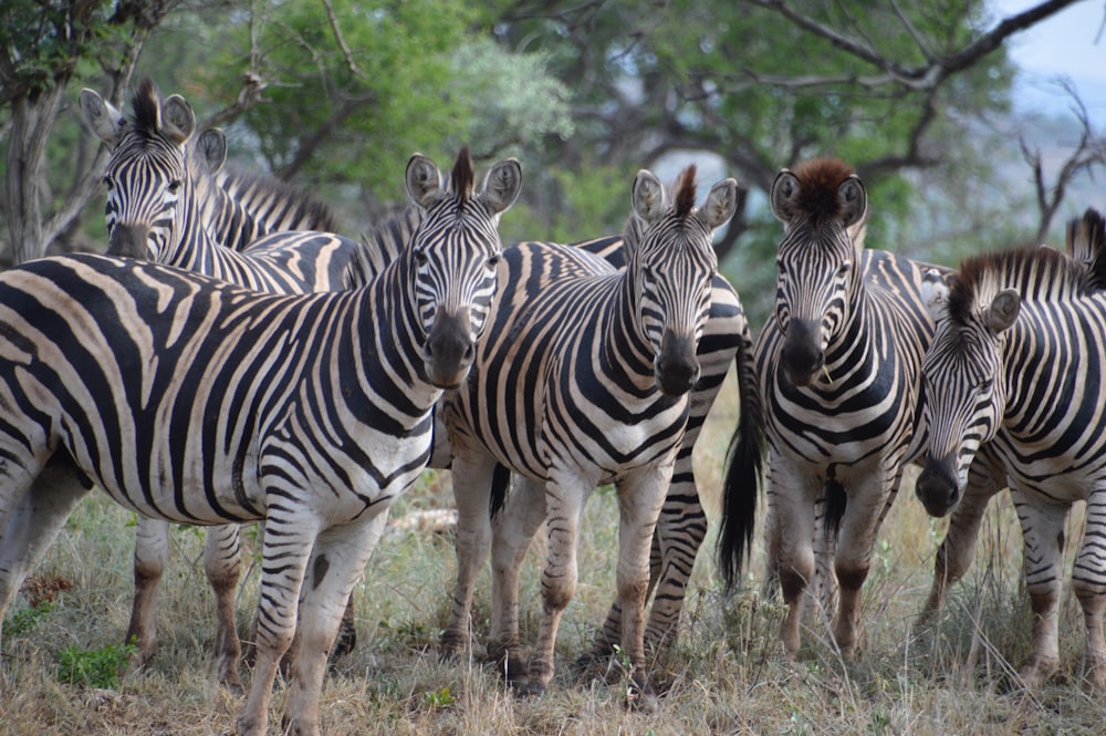 a herd of zebra standing on top of a grass covered field