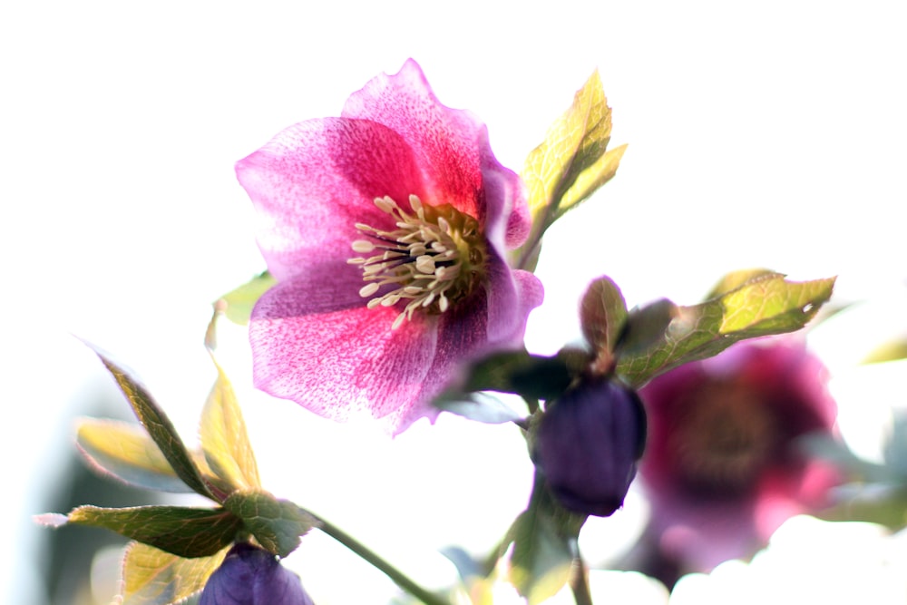 a pink and purple flower with green leaves