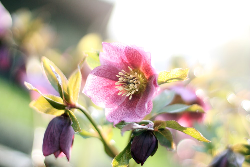 a close up of a pink flower with green leaves