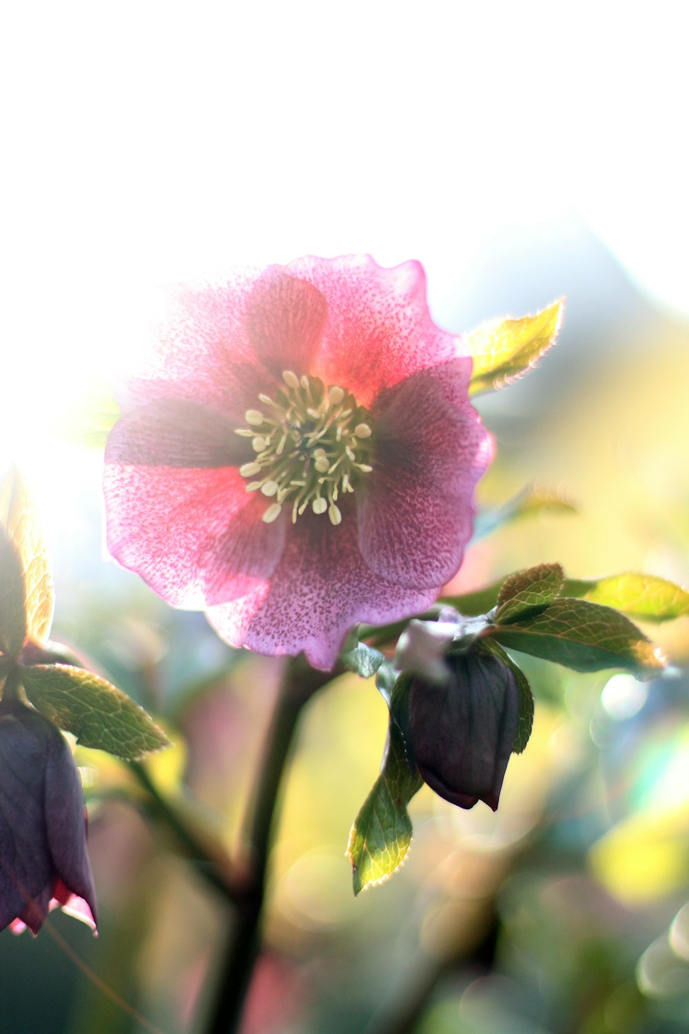 a close up of a flower with a blurry background