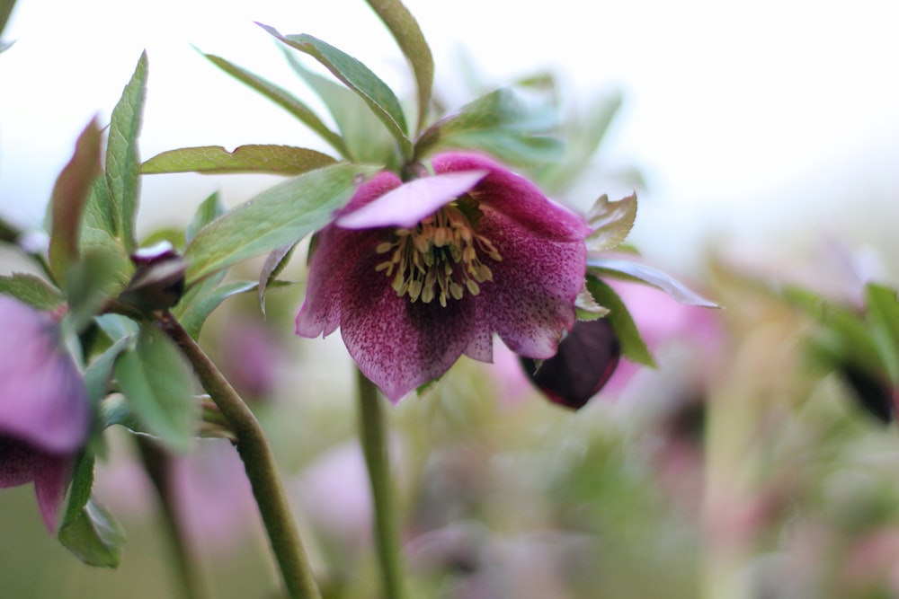 a close up of a flower with a blurry background