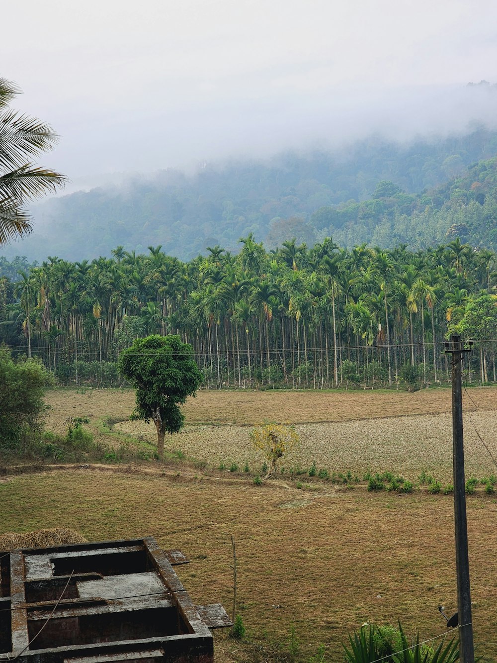 a field with trees and a mountain in the background