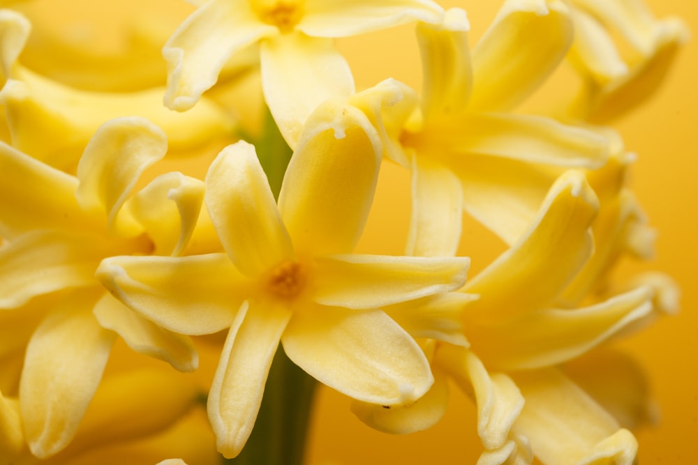 a close up of a bunch of yellow flowers