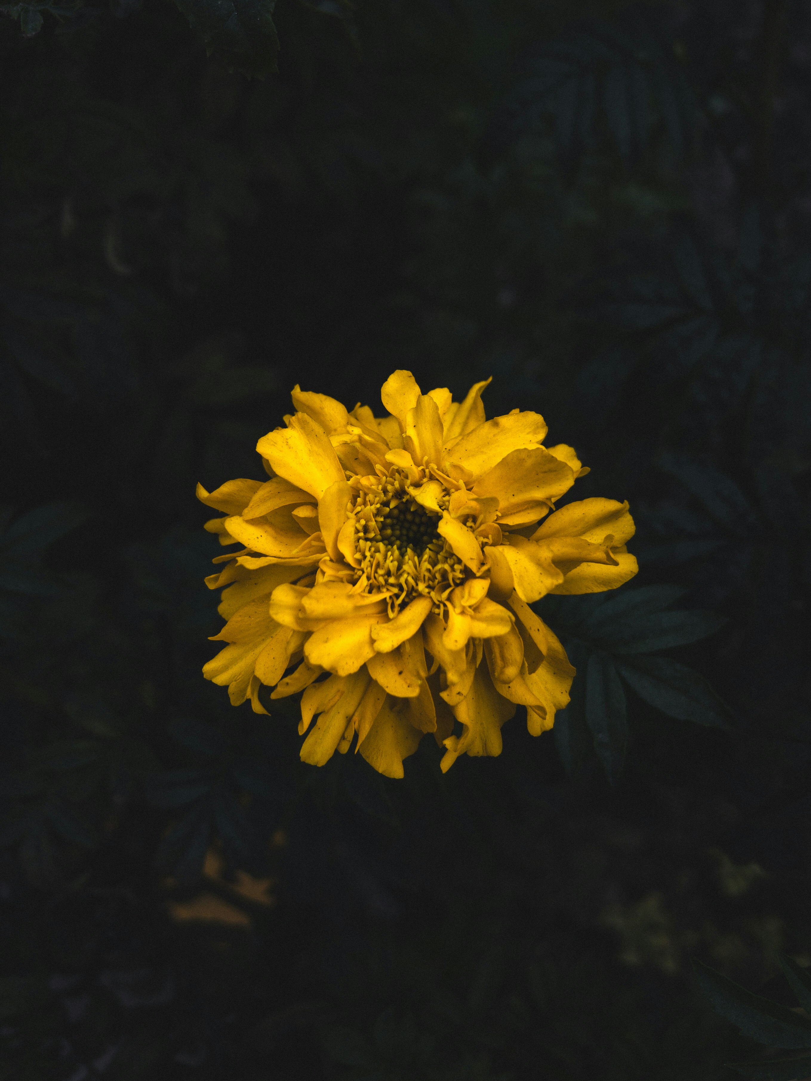 Photo by amritanshdubey