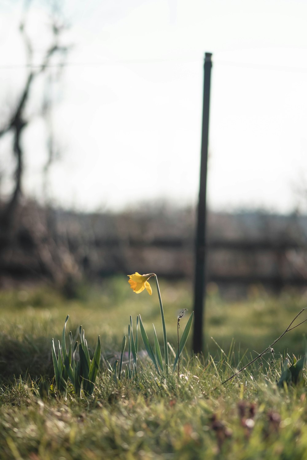 a single yellow flower sitting in the grass