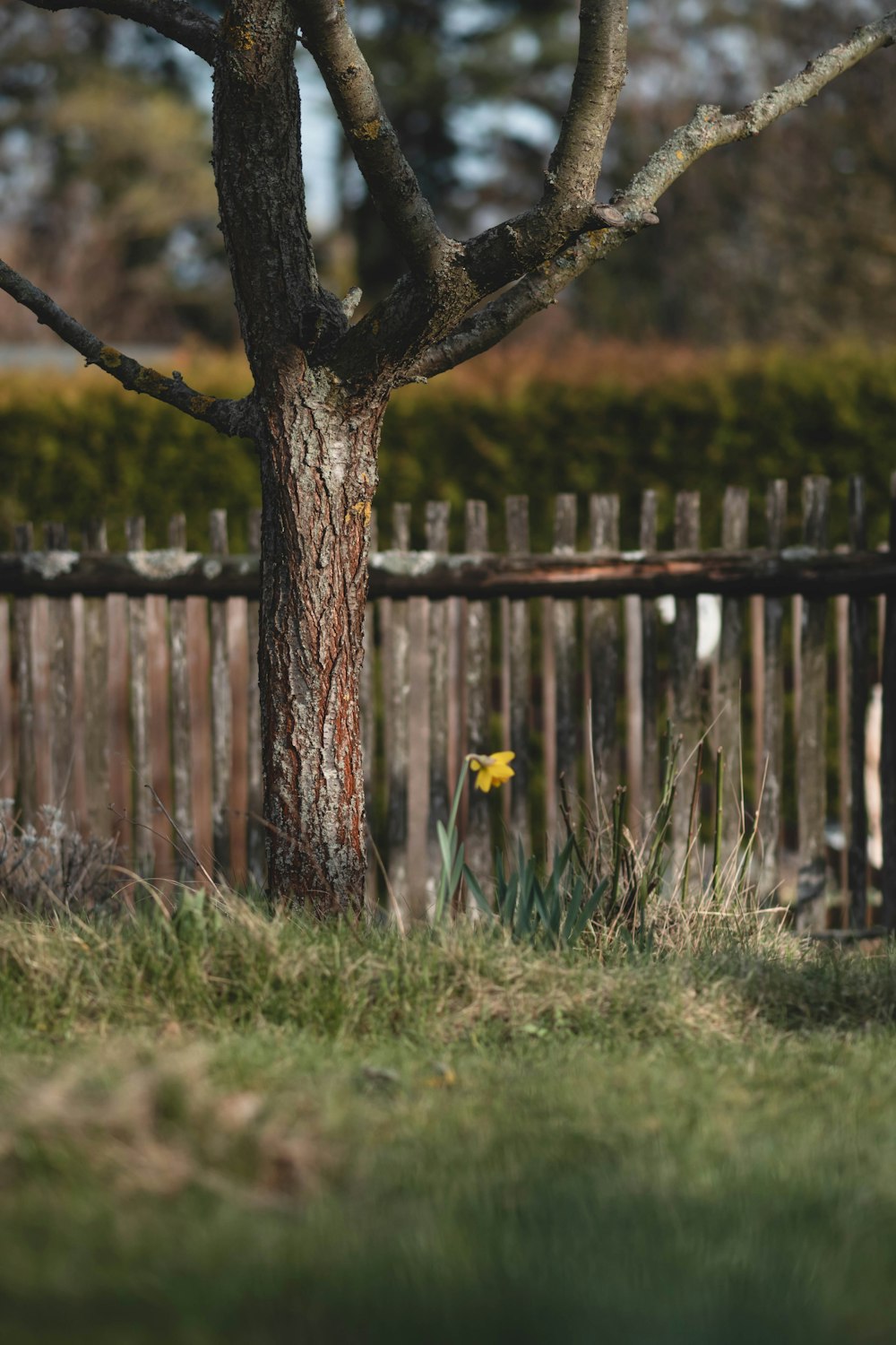 a small yellow flower is growing in the grass