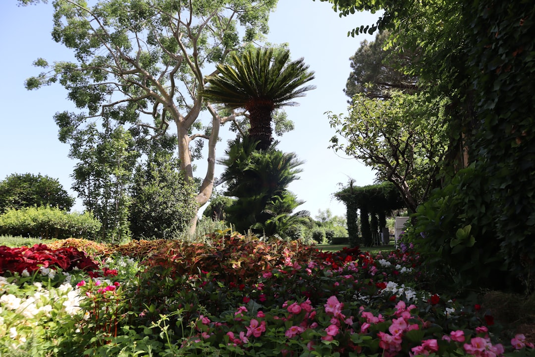 a garden filled with lots of flowers and trees,
