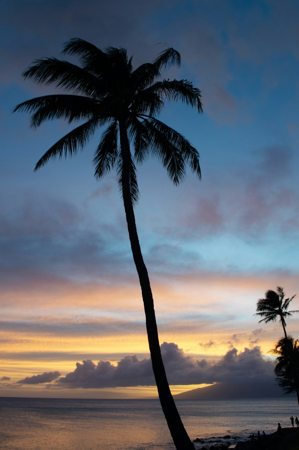 a palm tree is silhouetted against a colorful sunset