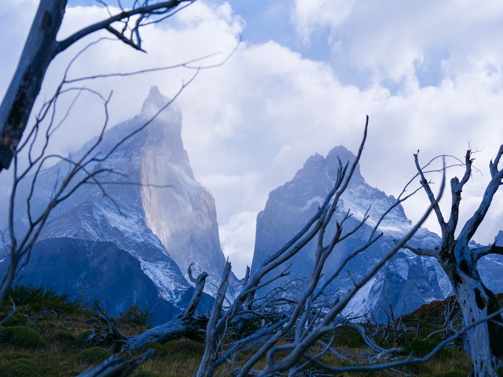 a group of trees that are standing in the grass