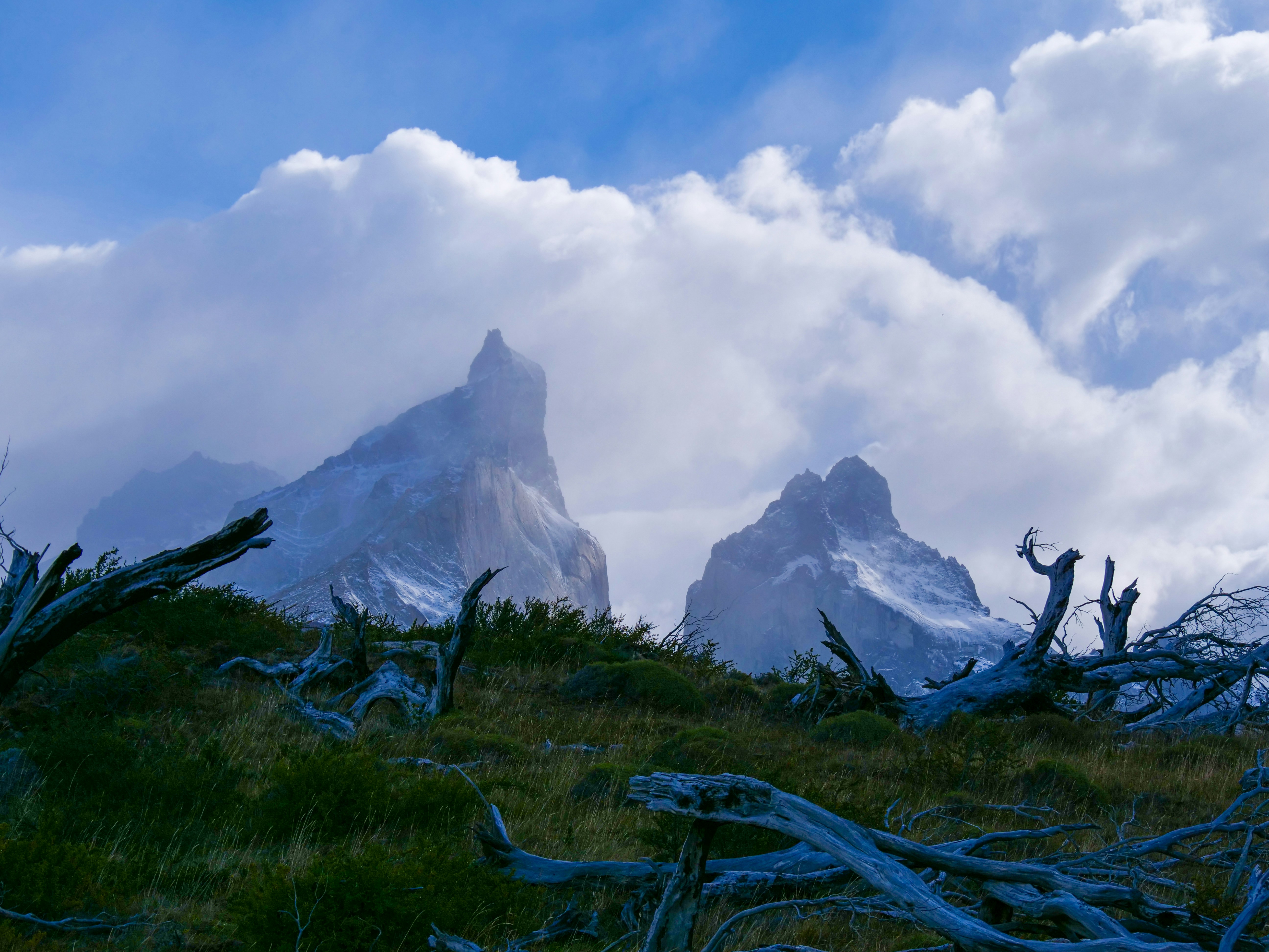 a group of trees that are sitting in the grass