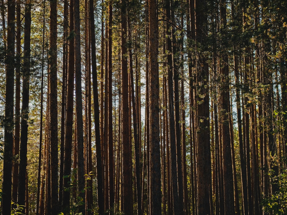 Un bosque lleno de muchos árboles altos